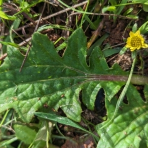 Cymbonotus sp. (preissianus or lawsonianus) at Hawker, ACT - 15 Jun 2023