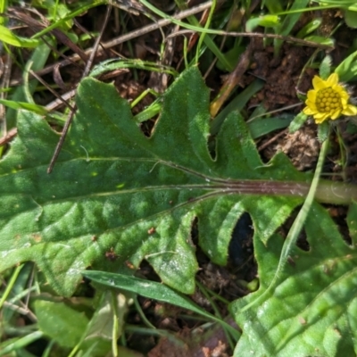 Cymbonotus sp. (preissianus or lawsonianus) (Bears Ears) at The Pinnacle - 15 Jun 2023 by CattleDog