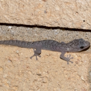 Christinus marmoratus at Higgins, ACT - 15 Jun 2023 05:54 PM