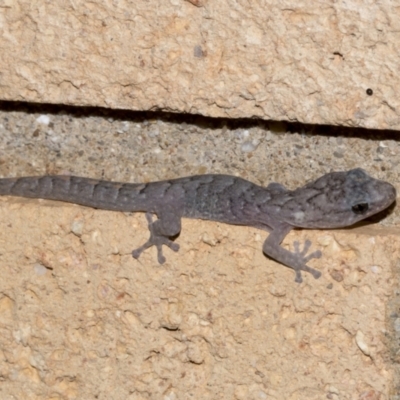 Christinus marmoratus (Southern Marbled Gecko) at Higgins, ACT - 15 Jun 2023 by AlisonMilton