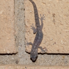 Christinus marmoratus at Higgins, ACT - 15 Jun 2023 05:54 PM