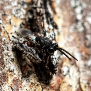 Chalcididae (family) at Higgins, ACT - 13 May 2023