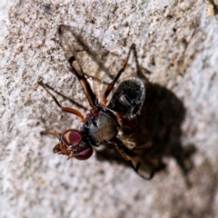 Pogonortalis doclea (Boatman fly) at Higgins Woodland - 13 May 2023 by Untidy