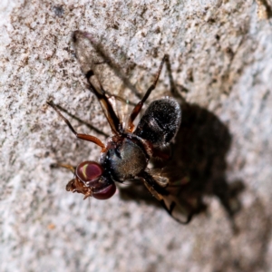 Pogonortalis doclea at Higgins, ACT - 13 May 2023