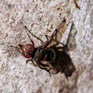 Pogonortalis doclea at Higgins, ACT - 13 May 2023