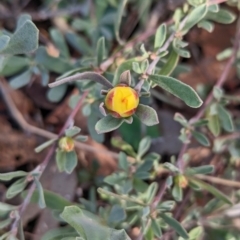 Hibbertia obtusifolia (Grey Guinea-flower) at The Pinnacle - 15 Jun 2023 by CattleDog