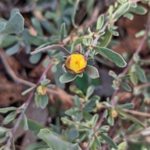 Hibbertia obtusifolia at Hawker, ACT - 15 Jun 2023