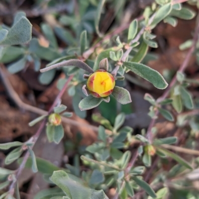 Hibbertia obtusifolia (Grey Guinea-flower) at Hawker, ACT - 15 Jun 2023 by CattleDog