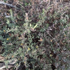 Hibbertia obtusifolia at Hawker, ACT - 15 Jun 2023