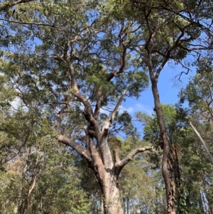 Eucalyptus microcorys at Capalaba, QLD - 13 Jun 2023