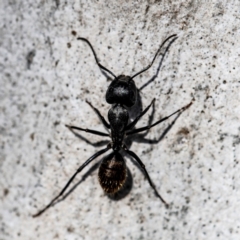 Camponotus aeneopilosus (A Golden-tailed sugar ant) at Higgins Woodland - 13 May 2023 by Untidy