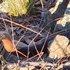 Pseudechis porphyriacus (Red-bellied Black Snake) at Gundaroo, NSW - 11 Jun 2023 by Gunyijan