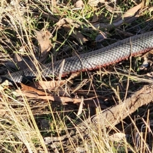 Pseudechis porphyriacus at Gundaroo, NSW - 11 Jun 2023