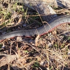 Pseudechis porphyriacus at Gundaroo, NSW - 11 Jun 2023