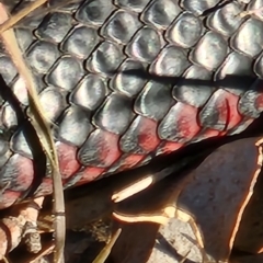 Pseudechis porphyriacus at Gundaroo, NSW - 11 Jun 2023