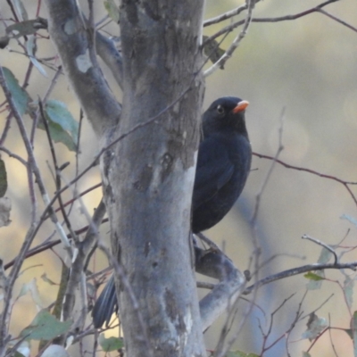 Turdus merula (Eurasian Blackbird) at Lions Youth Haven - Westwood Farm A.C.T. - 14 Jun 2023 by HelenCross