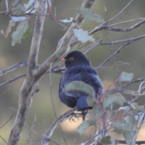 Turdus merula at Kambah, ACT - 15 Jun 2023 08:11 AM