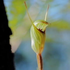 Pterostylis concinna (Trim Greenhood) at Thirlmere Lakes National Park - 15 Jun 2023 by Snowflake