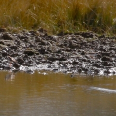Elseyornis melanops (Black-fronted Dotterel) at Paddys River, ACT - 15 Jun 2023 by RodDeb