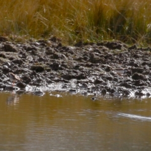 Charadrius melanops at Paddys River, ACT - 15 Jun 2023