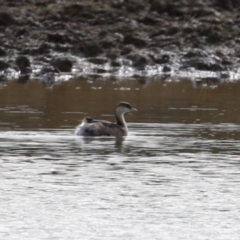 Poliocephalus poliocephalus (Hoary-headed Grebe) at Paddys River, ACT - 15 Jun 2023 by RodDeb