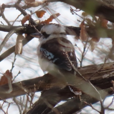 Dacelo novaeguineae (Laughing Kookaburra) at Point Hut to Tharwa - 15 Jun 2023 by RodDeb