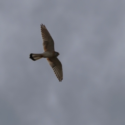 Falco cenchroides (Nankeen Kestrel) at Paddys River, ACT - 15 Jun 2023 by RodDeb