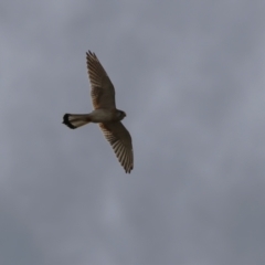 Falco cenchroides (Nankeen Kestrel) at Point Hut to Tharwa - 15 Jun 2023 by RodDeb