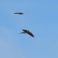 Falco cenchroides at Paddys River, ACT - 15 Jun 2023 12:47 PM