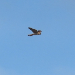 Falco cenchroides at Paddys River, ACT - 15 Jun 2023 12:47 PM