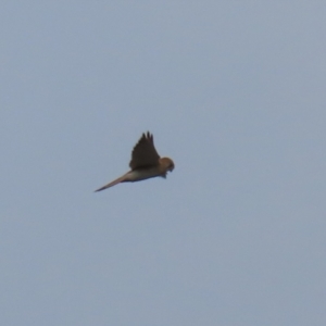 Falco cenchroides at Paddys River, ACT - 15 Jun 2023 12:47 PM