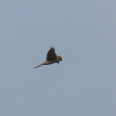 Falco cenchroides at Paddys River, ACT - 15 Jun 2023