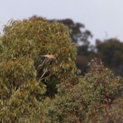 Falco cenchroides at Paddys River, ACT - 15 Jun 2023