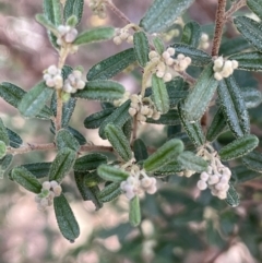 Pomaderris angustifolia (Pomaderris) at Michelago, NSW - 15 Jun 2023 by JaneR