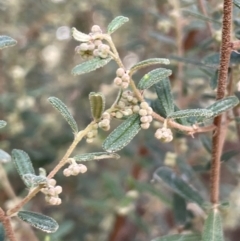 Pomaderris angustifolia at Michelago, NSW - 15 Jun 2023 01:28 PM