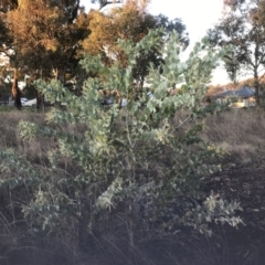 Acacia podalyriifolia (Queensland Silver Wattle) at Griffith Woodland - 15 Jun 2023 by ianandlibby1