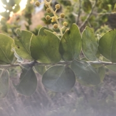 Acacia podalyriifolia at Griffith, ACT - 15 Jun 2023