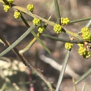 Acacia genistifolia at Michelago, NSW - 15 Jun 2023