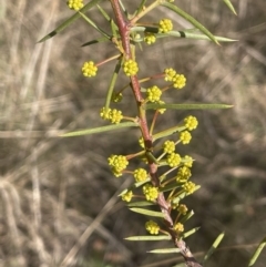 Acacia genistifolia at Michelago, NSW - 15 Jun 2023