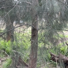 Casuarina cunninghamiana subsp. cunninghamiana (River She-Oak, River Oak) at Uriarra Recreation Reserve - 14 Jun 2023 by JaneR