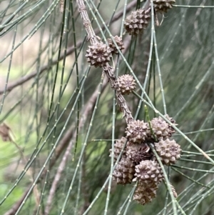 Casuarina cunninghamiana subsp. cunninghamiana at Stromlo, ACT - 14 Jun 2023