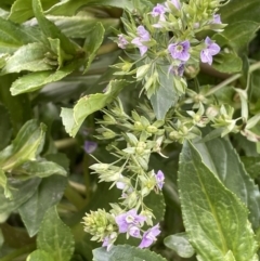 Veronica anagallis-aquatica (Blue Water Speedwell) at Stromlo, ACT - 14 Jun 2023 by JaneR