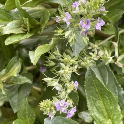 Veronica anagallis-aquatica (Blue Water Speedwell) at Stromlo, ACT - 14 Jun 2023 by JaneR