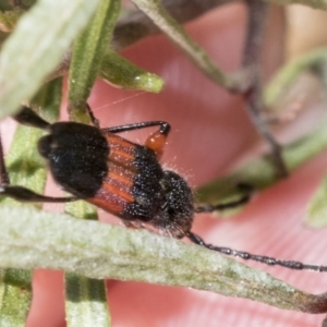 Obrida fascialis at Hawker, ACT - 27 Dec 2022