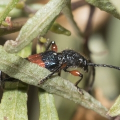 Obrida fascialis at Hawker, ACT - 27 Dec 2022