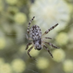 Unidentified Orb-weaving spider (several families) at Scullin, ACT - 26 Nov 2022 by AlisonMilton
