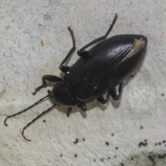 Alleculinae sp. (Subfamily) (Unidentified Comb-clawed beetle) at Higgins, ACT - 12 Jan 2023 by AlisonMilton