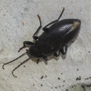 Alleculinae sp. (Subfamily) at Higgins, ACT - 12 Jan 2023