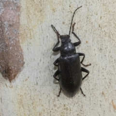 Alleculinae sp. (Subfamily) at Higgins, ACT - 12 Jan 2023