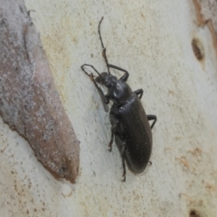 Alleculinae sp. (Subfamily) at Higgins, ACT - 12 Jan 2023